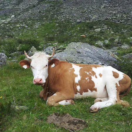 Alpenrose Hotel-garni جيرلوس