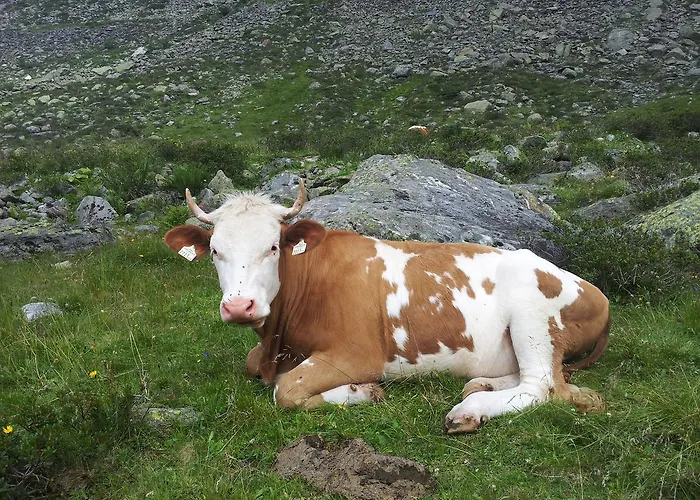 Alpenrose Hotel-garni Gerlos